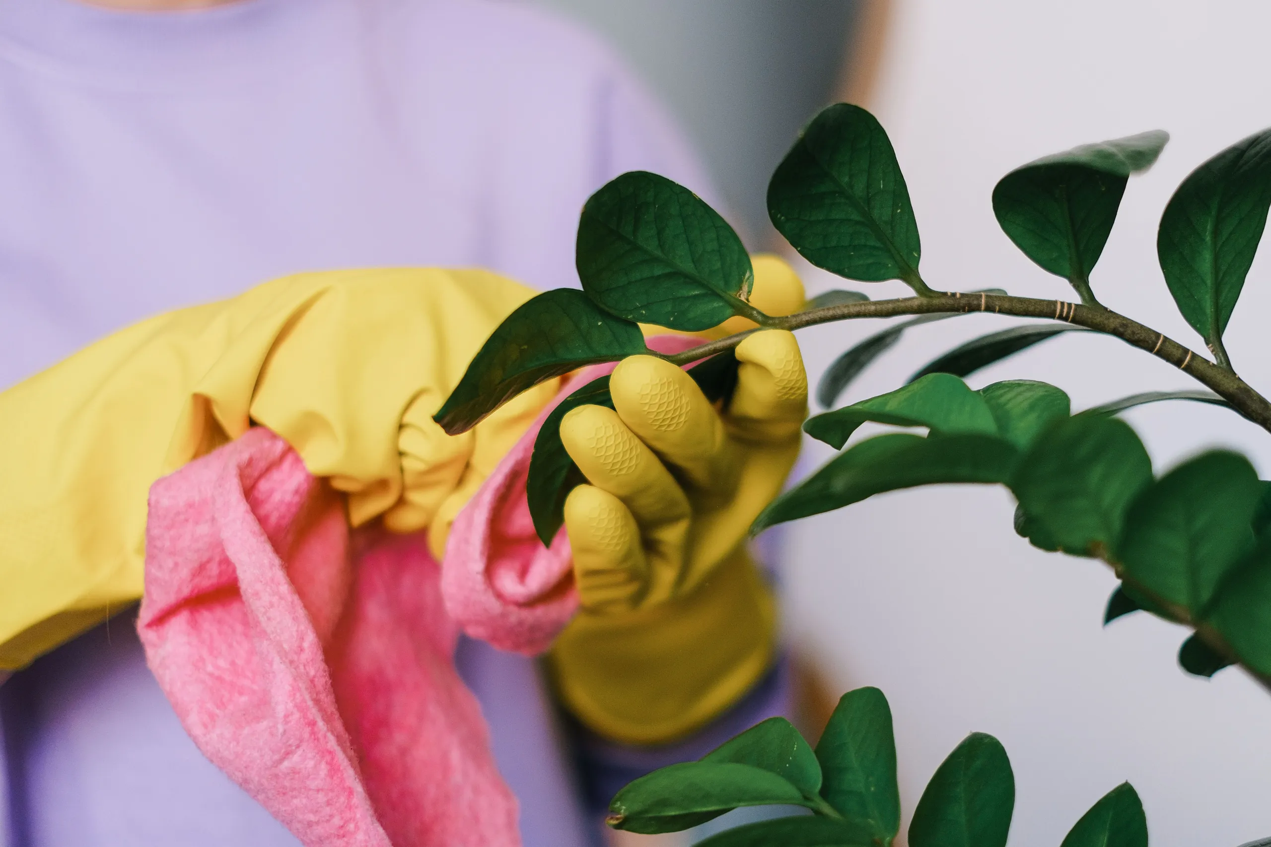 Bella Professional Cleaning – eco-friendly house cleaning in San Francisco, safe for plants, pets, and families